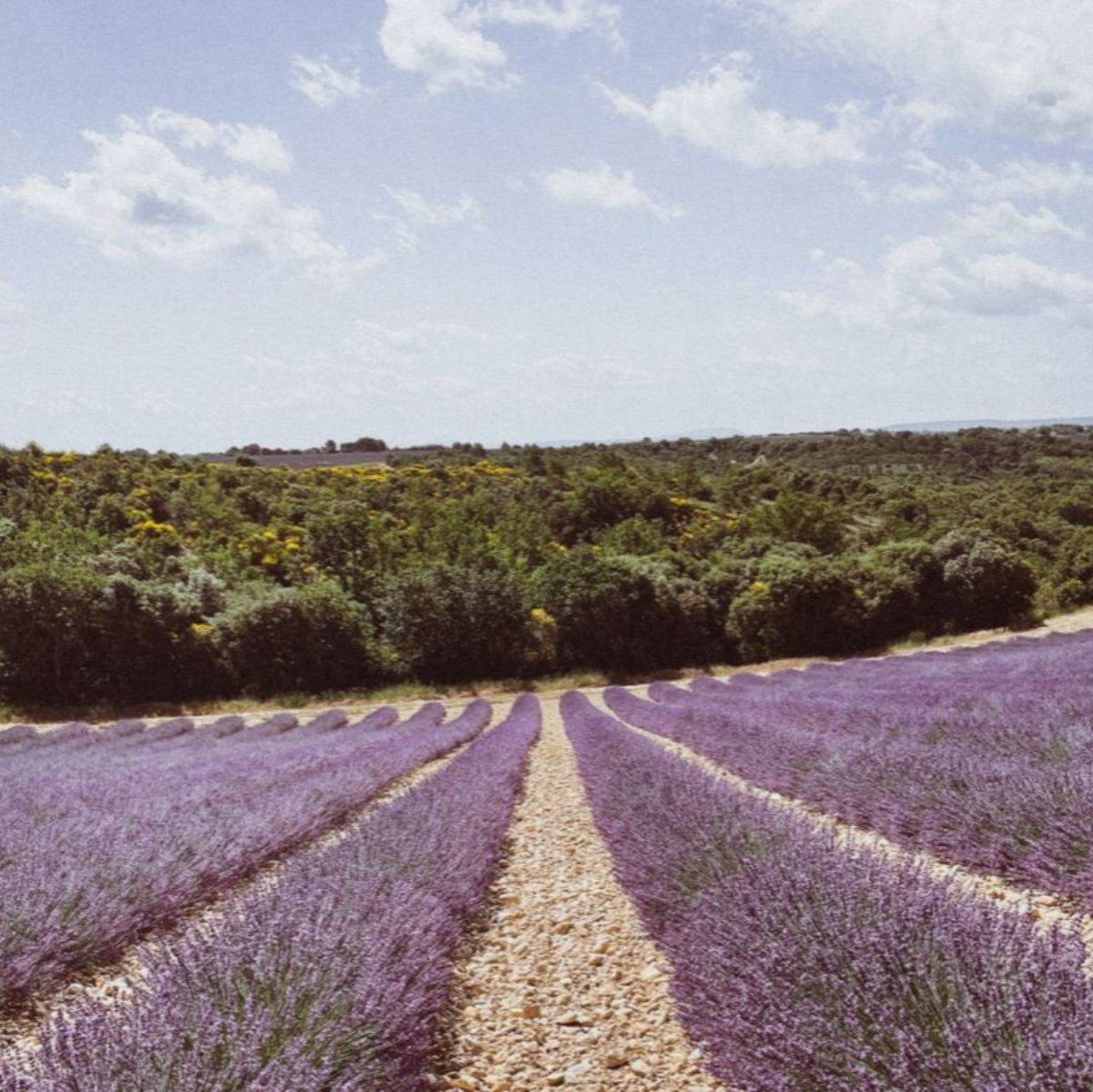 Poecile Arcadie Florale - Provence Eau de Perfume 15ml