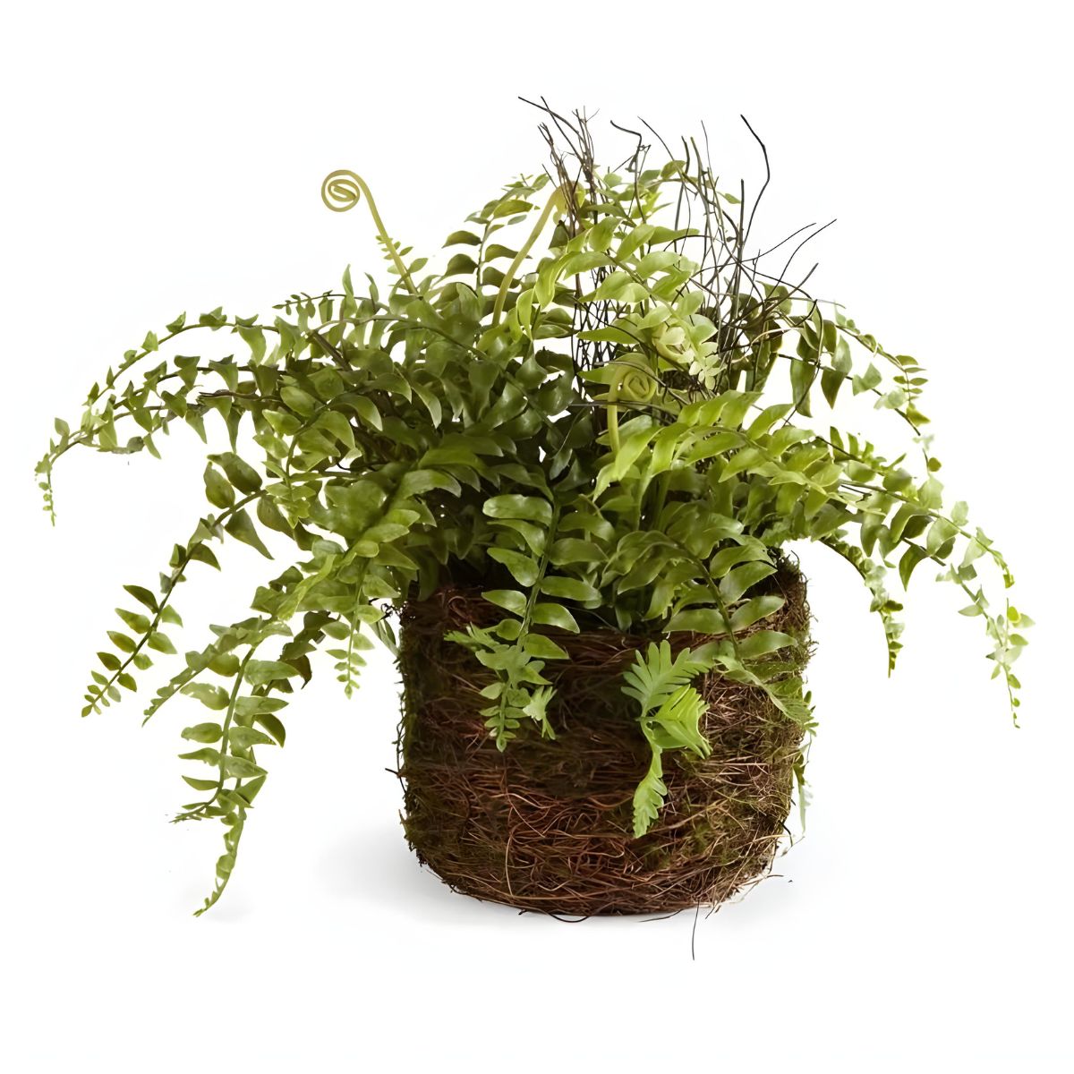 Napa Home & Garden 8" Mix Fern Rustic Drop-In