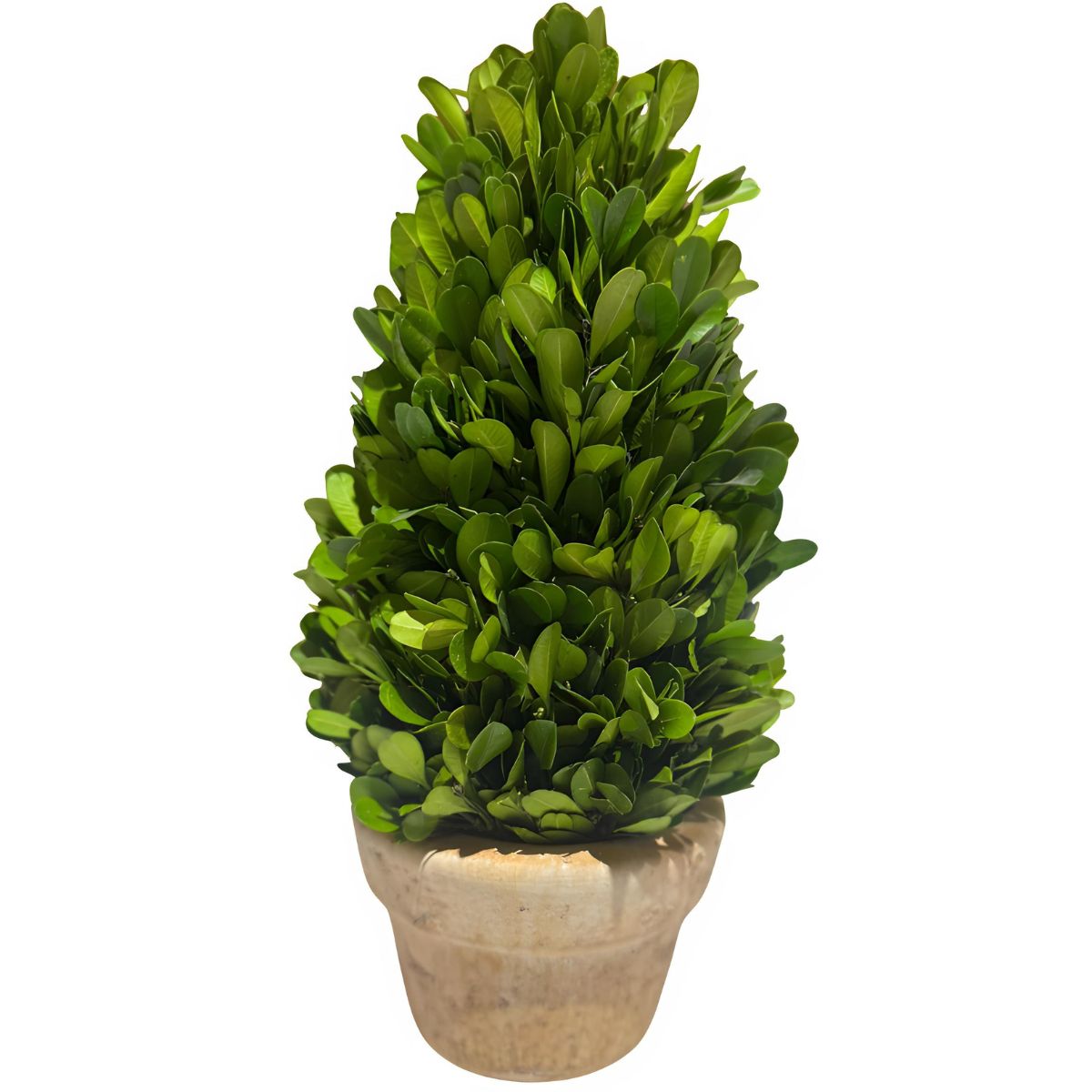 Preserved Boxwood Cone Topiary - 11"