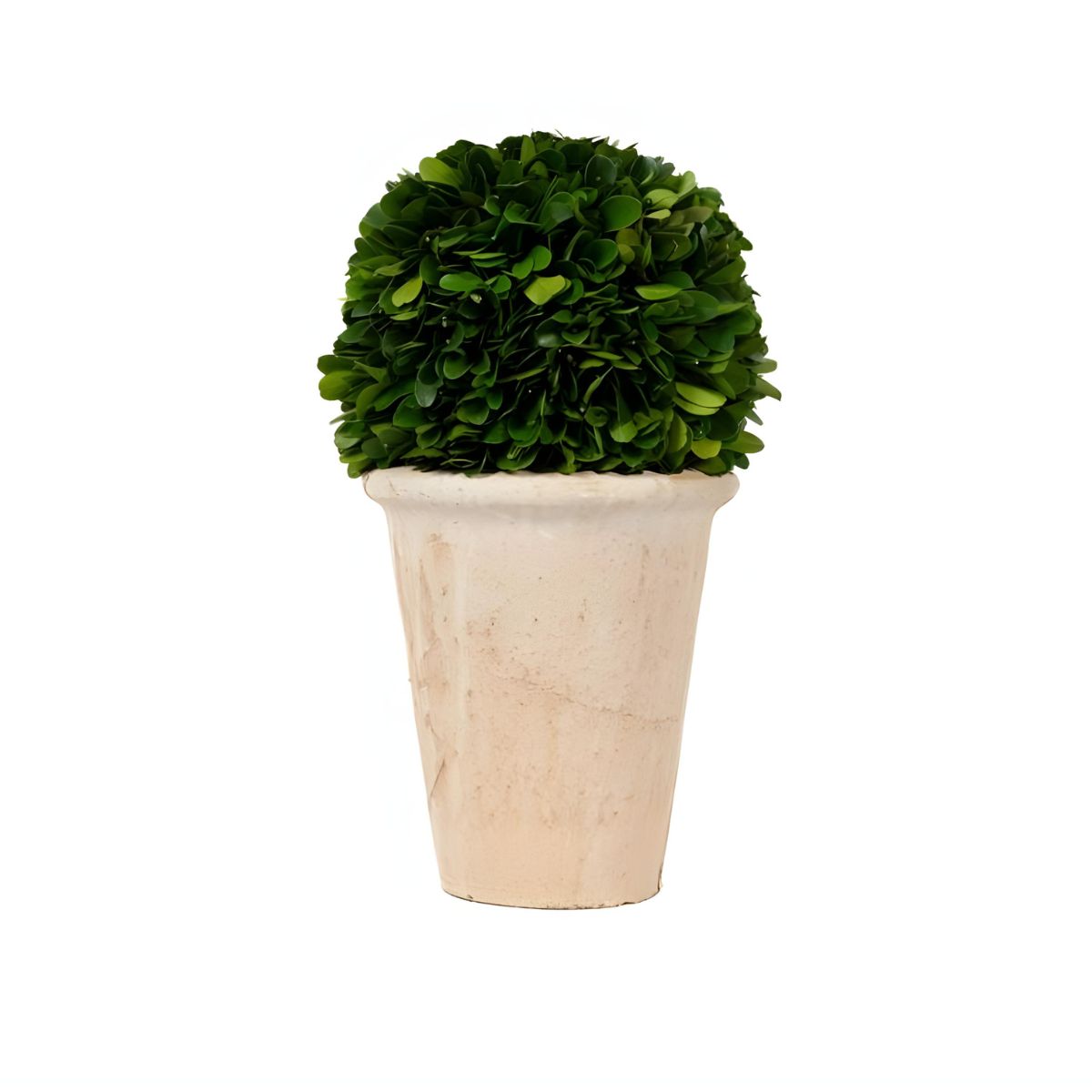 Preserved Boxwood Ball in Pot - Small