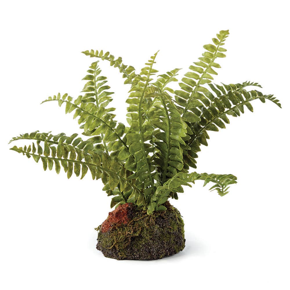 Napa Home & Garden - Boston Fern Drop-In 7"