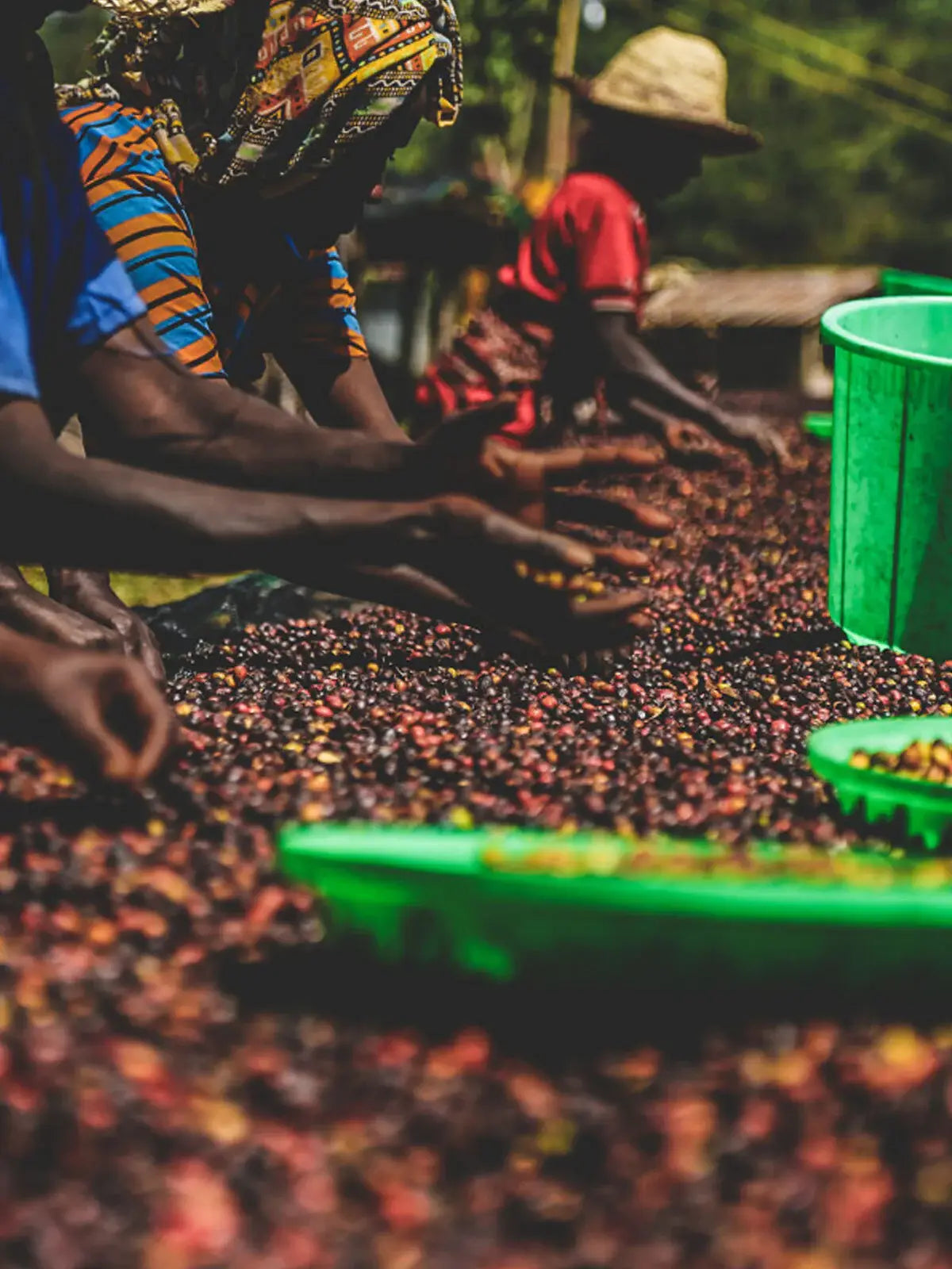 Methodical Coffee & Tea - Ethiopia, Bombe Abore