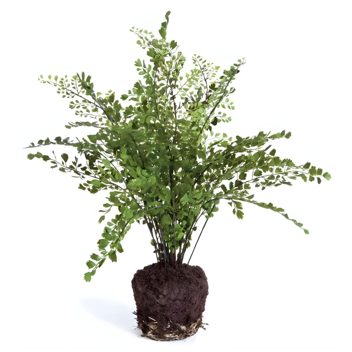 Napa Home & Garden Maidenhair Drop-In 18"