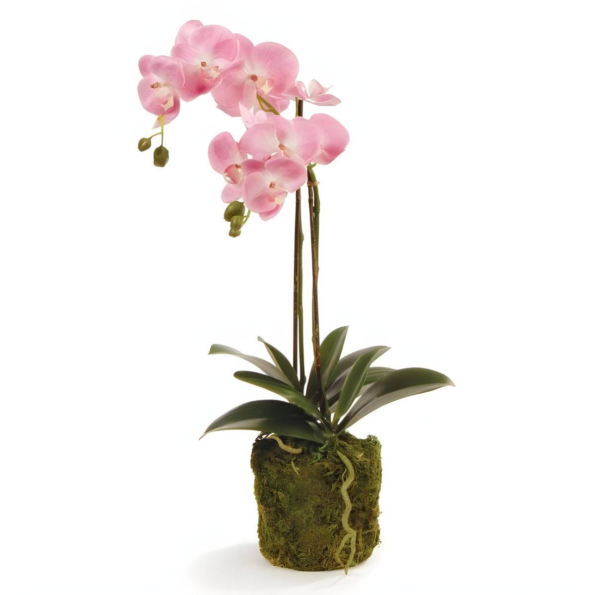 Napa Home & Garden Phalaenopsis Orchid Drop in 23"