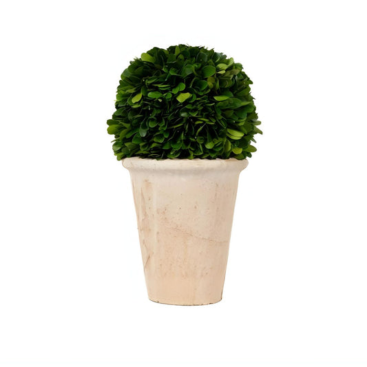 Preserved Boxwood Ball in Pot - Small