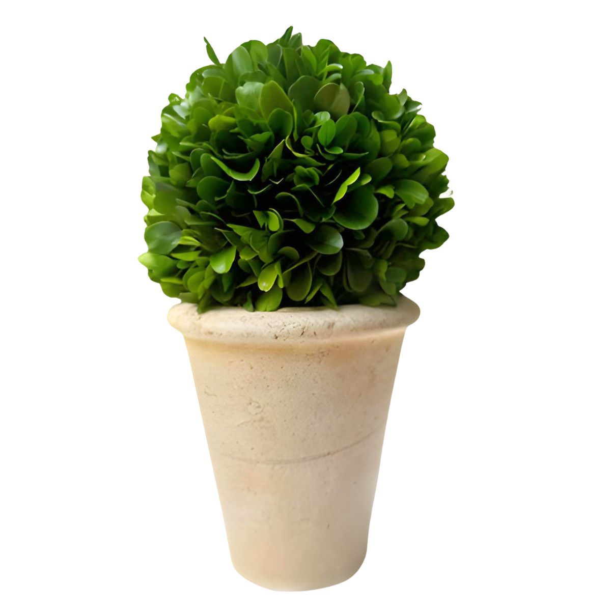 Preserved Boxwood Ball in Pot - Medium