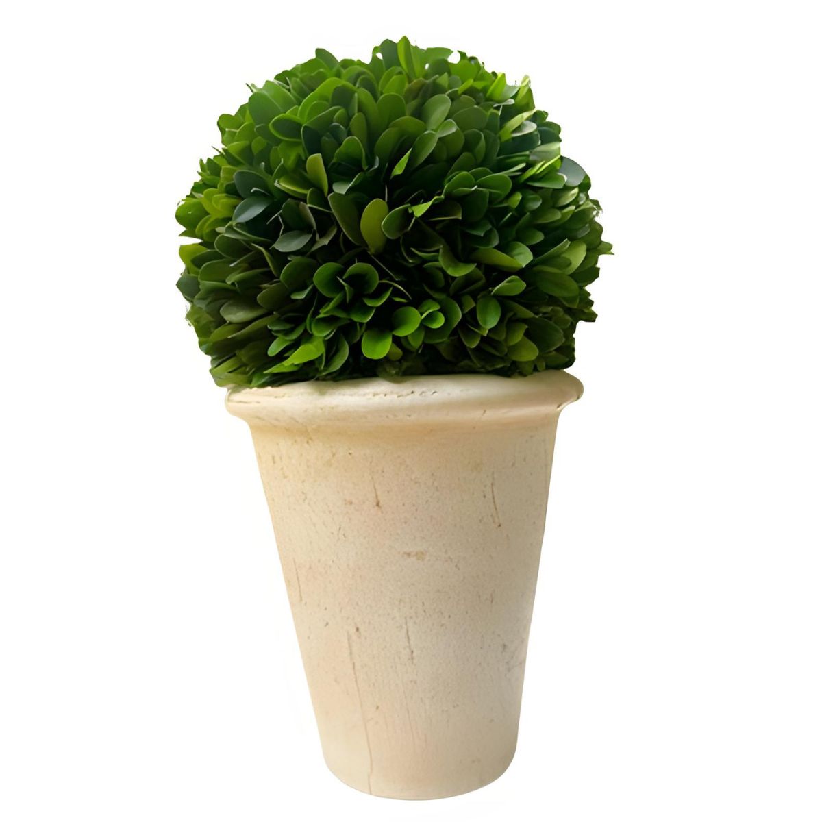 Preserved Boxwood Ball in Pot - Large